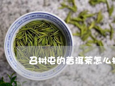 召树屯的普洱茶怎么样/2023072286270