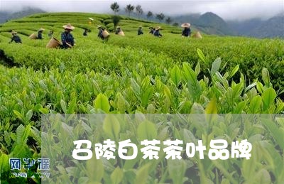 召陵白茶茶叶品牌/2023061541806