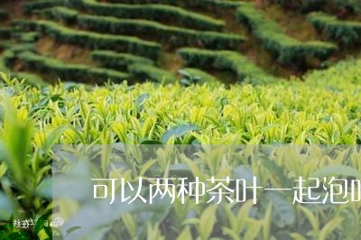 可以两种茶叶一起泡吗/2023071661846