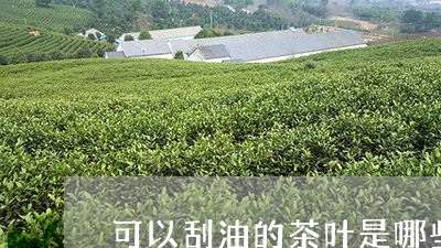 可以刮油的茶叶是哪些/2023061075169