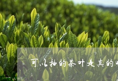 可以抽的茶叶是真的吗/2023092354036