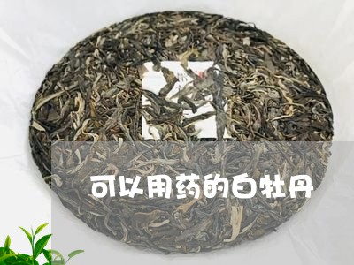 可以用药的白牡丹/2023090637269