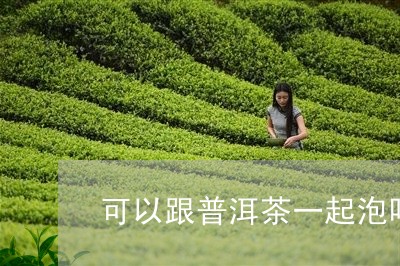 可以跟普洱茶一起泡吗/2023061546261