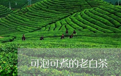 可泡可煮的老白茶/2023073079595