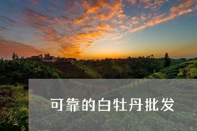 可靠的白牡丹批发/2023090672924