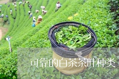 可靠的白茶茶叶种类/2023071607571