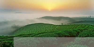 台地普洱茶有必要买吗/2023072432935