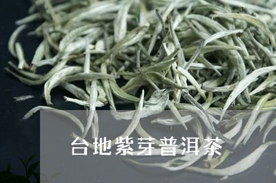 台地紫芽普洱茶/2023120392927