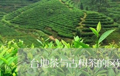 台地茶与古树茶的区别/2023092151492