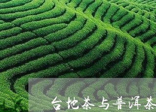 台地茶与普洱茶的区别/2023080325371