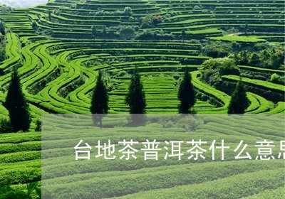 台地茶普洱茶什么意思/2023080394059