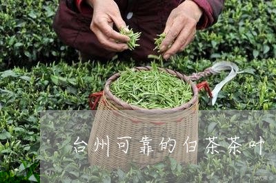 台州可靠的白茶茶叶/2023121797158