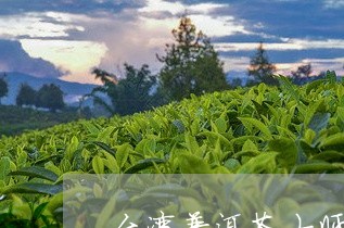 台湾普洱茶大师林秀信/2023092950581