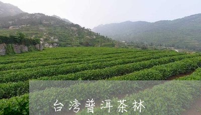 台湾普洱茶林/2023042764372