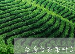 台湾白茶茶叶怎么喝/2023121771826