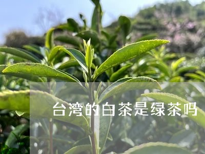 台湾的白茶是绿茶吗/2023121760572