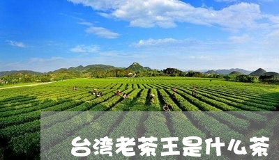 台湾老茶王是什么茶/2023042123625