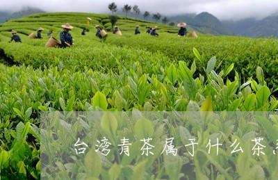 台湾青茶属于什么茶系/2023071550673