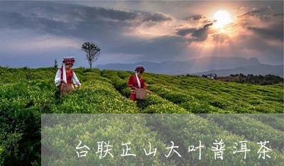 台联正山大叶普洱茶/2023082060484