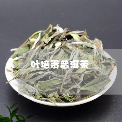 叶培贵普洱茶/2023102570593