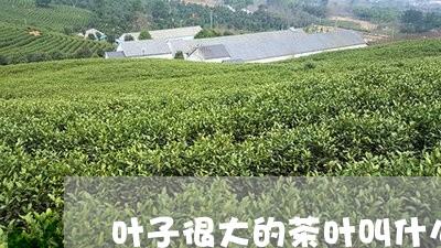 叶子很大的茶叶叫什么茶红茶/2023052706059