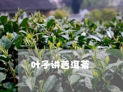 叶子讲普洱茶/2023042752741