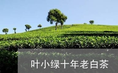 叶小绿十年老白茶/2023082661748