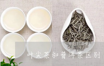 叶尖茶和普洱茶区别/2023070937948