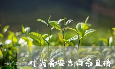 叶尖香安吉白茶直播/2023071696418