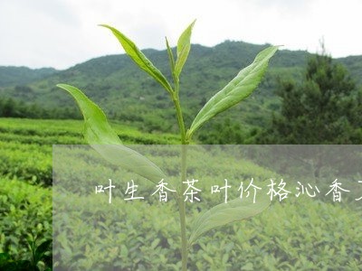 叶生香茶叶价格沁香茗茶桶装价格/2023060138161