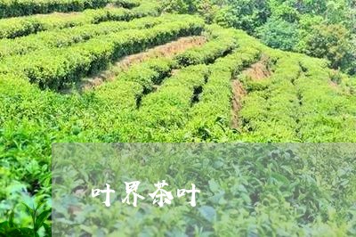 叶界茶叶/2023121953803