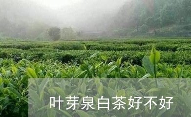 叶芽泉白茶好不好/2023061551728