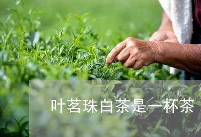 叶茗珠白茶是一杯茶/2023081371624