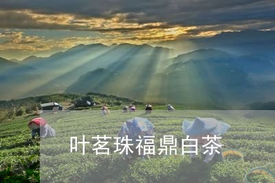 叶茗珠福鼎白茶/2023112502592