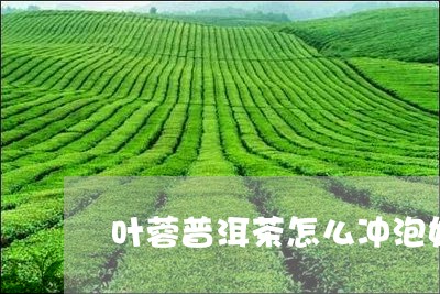 叶蓉普洱茶怎么冲泡好/2023121570602