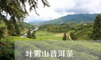 叶雾山普洱茶/2023042835802