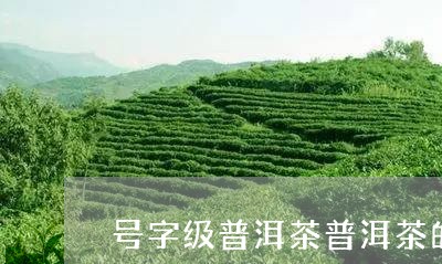 号字级普洱茶普洱茶的唛号作用/2023053044160