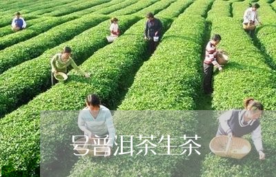 号普洱茶生茶/2023042863028