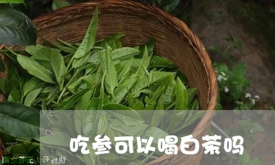 吃参可以喝白茶吗/2023061562829