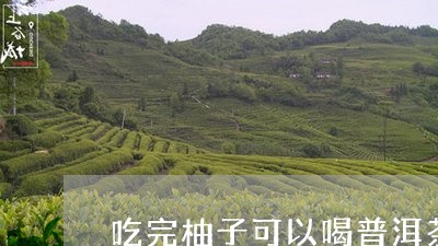 吃完柚子可以喝普洱茶/2023100671736