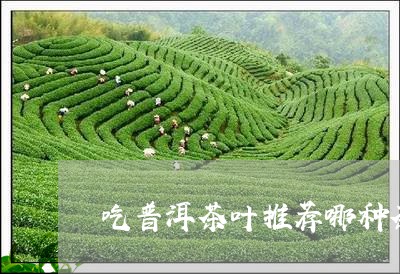 吃普洱茶叶推荐哪种茶饼/2023110582806