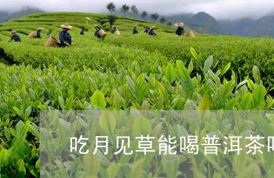 吃月见草能喝普洱茶吗/2023062266967