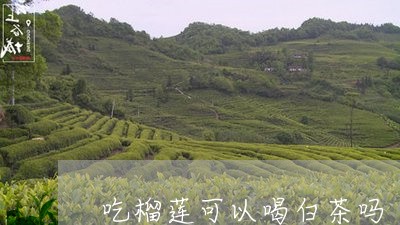 吃榴莲可以喝白茶吗/2023081350683