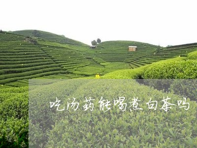 吃汤药能喝煮白茶吗/2023081393948