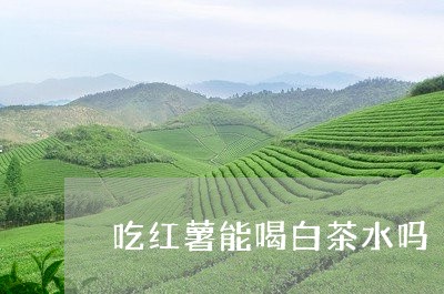 吃红薯能喝白茶水吗/2023121732726