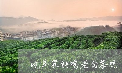 吃苹果能喝老白茶吗/2023081360493