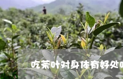 吃茶叶对身体有好处吗/2023061034935