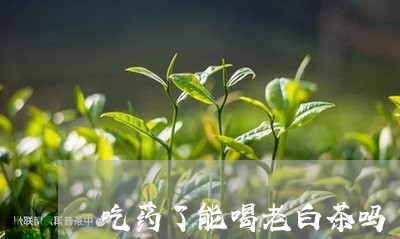 吃药了能喝老白茶吗/2023071561503