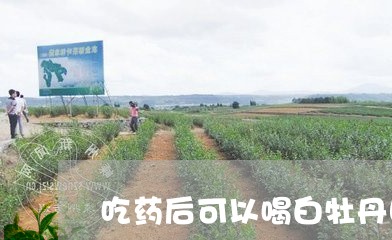 吃药后可以喝白牡丹吗/2023120958270