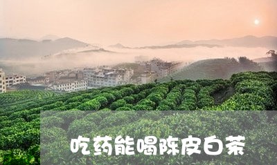 吃药能喝陈皮白茶/2023063098471